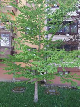 Cercidifil, japonski brstičnik; zasadili stanovalci sami